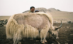 Yak Wool- A unique fibre from the Himalayas
